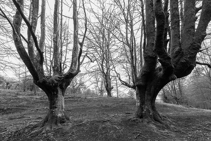Hayedo de Otzarreta en blanco y negro como dedos al cielo