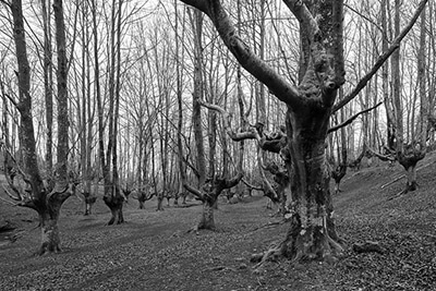 Hayedo de Otzarreta en blanco y negro como plegaria al cielo