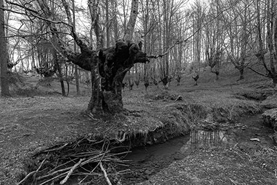 Hayedo de Otzarreta en blanco y negro con arroyo y palitos