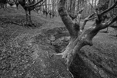 Hayedo de Otzarreta en blanco y negro con arroyo