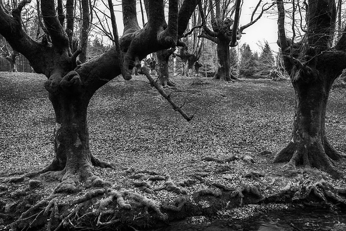 Hayedo de Otzarreta en blanco y negro con las ramas