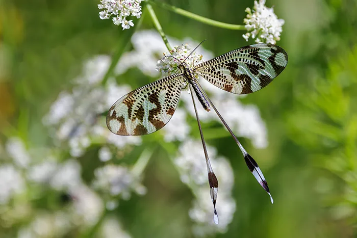 Nemoptera bipennis posado sobre flores blancas con alas extendidas y cintas posteriores visibles.