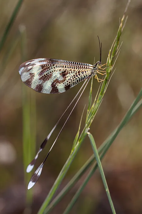 Nemoptera bipennis de perfil sobre tallo verde, mostrando el detalle de sus alas moteadas.