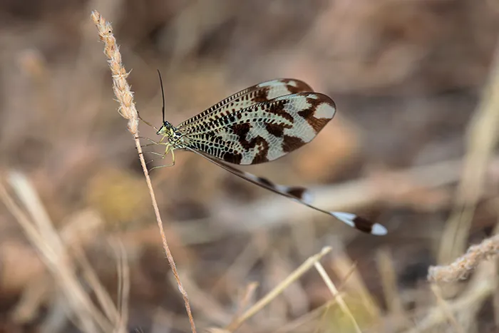 Nemoptera bipennis descansando en hierba seca, con alas plegadas y cintas traseras colgando.