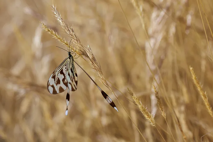Nemoptera bipennis camuflado entre espigas doradas en un entorno seco de verano.