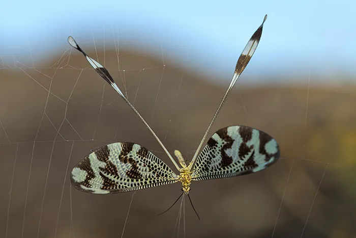 Nemoptera bipennis atrapado en una telaraña, con las alas extendidas y cintas suspendidas.