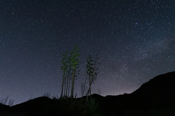 Cielo estrellado en Cabo de Gata con silueta de pitas y montañas al fondo.