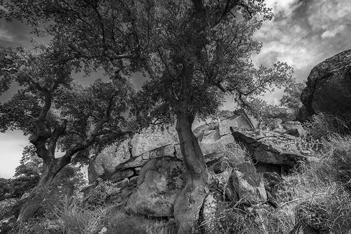 Bosque de encinas y alcornoques entre formaciones rocosas en Valcorchero, Plasencia, bajo un cielo parcialmente nublado en blanco y negro.