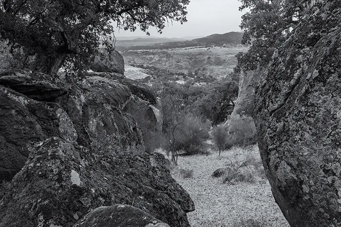 Bosque de encinas y alcornoques entre formaciones rocosas en Valcorchero, Plasencia en blanco y negro.