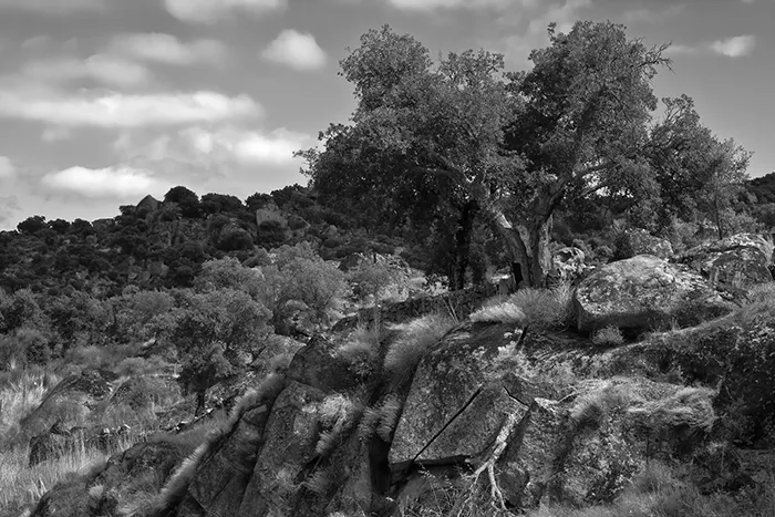 Bosque de encinas y alcornoques entre formaciones rocosas en Valcorchero, Plasencia en blanco y negro.